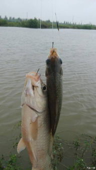 衣服上的钓鱼饵料怎么用,创意钓鱼技巧与实用指南 衣服上的钓鱼饵料怎么用,创意钓鱼技巧与实用指南