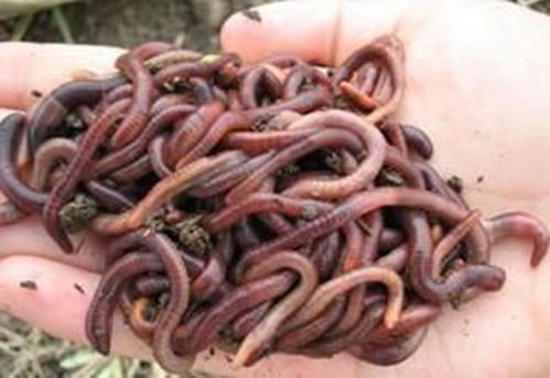 麸子做钓鱼饵料怎么做？一文掌握制作秘诀与实战技巧