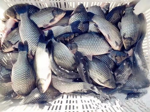 如何配制鲈鱼延绳钓鱼饵料，详细指南