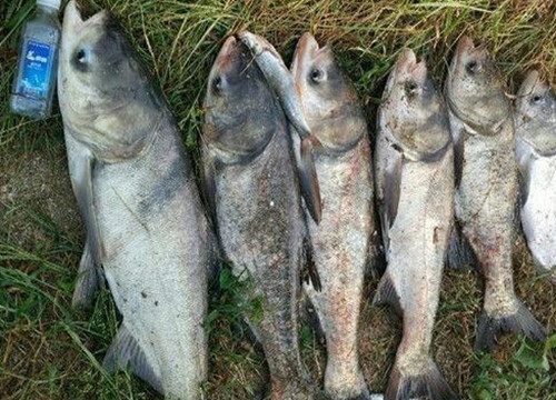 海刚钓鱼饵料怎么配好?这份详细教程让你轻松上鱼! 海刚钓鱼饵料怎么配好?这份详细教程让你轻松上鱼!