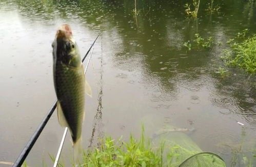 雨中钓鱼饵料怎么用的啊?这些技巧让你轻松应对雨天垂钓! 雨中钓鱼饵料怎么用的啊?这些技巧让你轻松应对雨天垂钓!