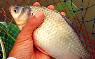 小河钓鱼饵料黄金配比秘方，轻松钓获大鲫鱼