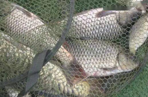 周八钓鱼饵料怎么配才好吃？老钓友的秘籍来了！