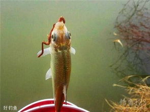 饵料怎么挂?这5招让你的钓鱼产品销量翻倍! 饵料怎么挂?这5招让你的钓鱼产品销量翻倍!