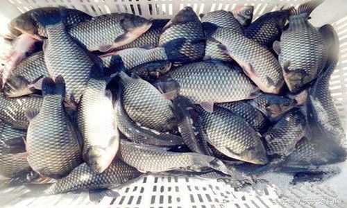 黑坑钓鱼饵料怎么使用？这5个技巧让你轻松上鱼！