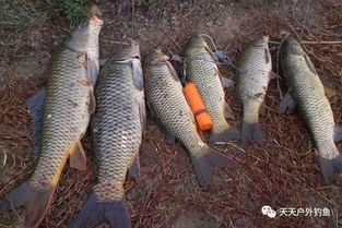 虾粉野钓饵料怎么配？三种配方让你轻松钓大鱼！