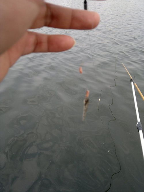 钓鱼饵料双插盘的使用方法，提升垂钓效率的实用技巧