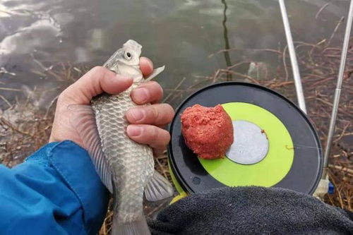 钓鱼饵料怎么放拉丝粉?掌握这5个技巧,鱼获翻倍!