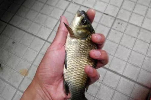 鱼多多钓鱼饵料怎么用？超详细视频教程，让你轻松钓大鱼！