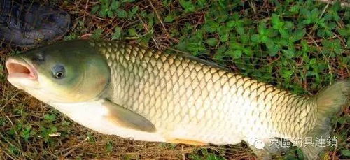 海竿钓鱼鱼饵料配制完全指南，从基础到高级的实用技巧