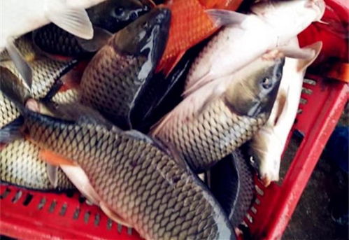 鲤鱼跳水饵料制作全攻略，从零开始打造诱鱼利器