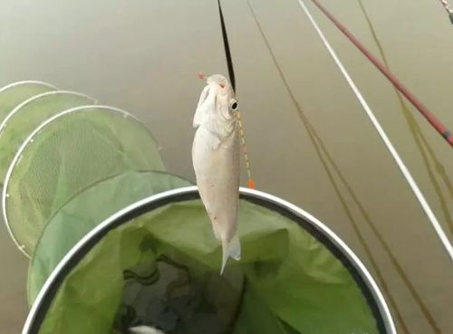 小白鱼钓鱼饵料制作全攻略，从零开始打造你的专属诱饵