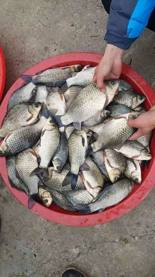 野钓饵料怎么做好吃，从入门到精通的饵料秘籍