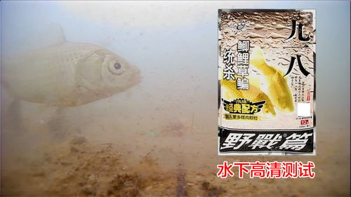 东江钓鱼鲤鱼饵料怎么样？这份详细评测告诉你答案