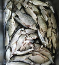 鱼钓饵料怎么雾化的快呢？这5招教你轻松搞定！