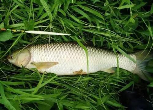 家庭自制钓鱼饵料，省钱又有效的钓鱼秘诀