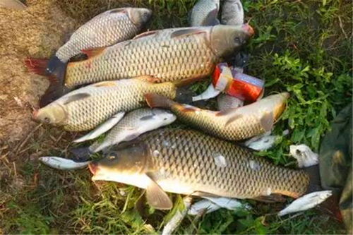野塘钓鱼饵料秘籍,让你的鱼儿争先恐后咬钩! 野塘钓鱼饵料秘籍,让你的鱼儿争先恐后咬钩!