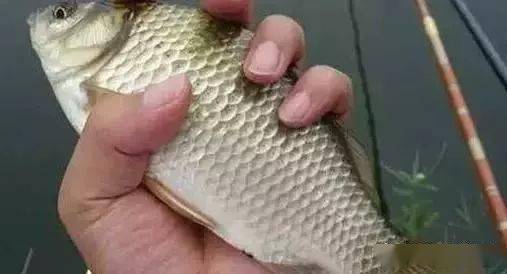 钓鱼饵料怎么拌拉饵好？掌握这5个技巧，鱼儿见了都疯狂咬钩！