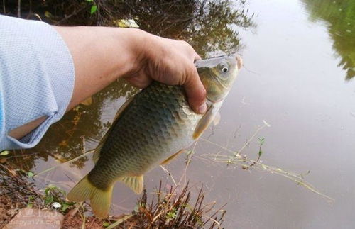 钓鱼饵料怎么变黄油了呢？原因竟然是…