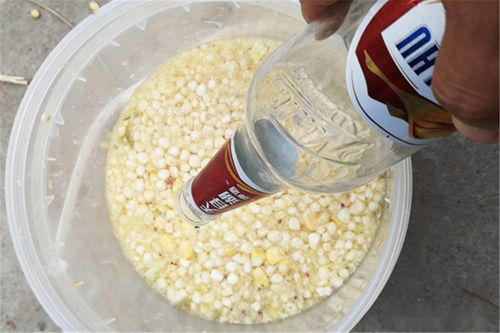 好运来钓鱼饵料使用全攻略，从入门到精通的实用技巧