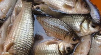 雨后钓鱼饵料怎么调漂?这些技巧让你轻松上鱼!