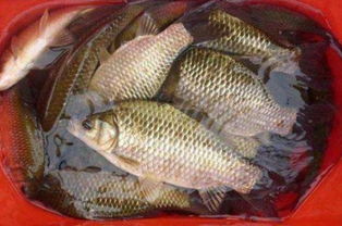 小师钓鱼饵料评测,效果如何?全面解析钓鱼爱好者的选择 小师钓鱼饵料评测,效果如何?全面解析钓鱼爱好者的选择