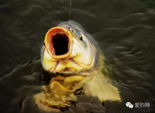 黄鼠狼钓鱼饵料怎么配，从零开始的配方指南