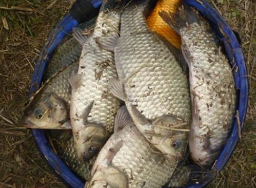 特别腥钓鱼饵料怎么配？这份配方让你鱼获满满！