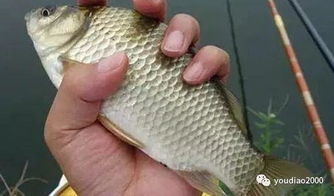 酸臭饵钓鱼饵料的制作方法，让鱼儿疯狂咬钩的秘诀