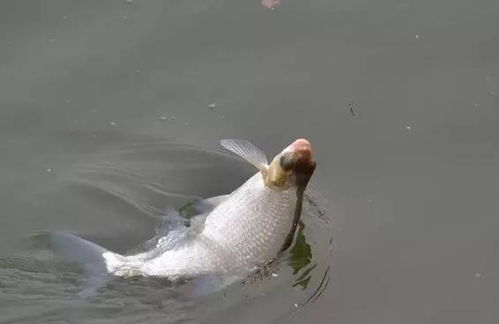 矮缸钓鱼饵料搭配秘籍,让鱼儿主动上钩的秘诀 矮缸钓鱼饵料搭配秘籍,让鱼儿主动上钩的秘诀