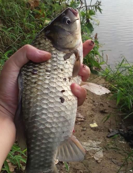 竹笋钓鱼饵料怎么用？手把手教你用天然食材钓大鱼！