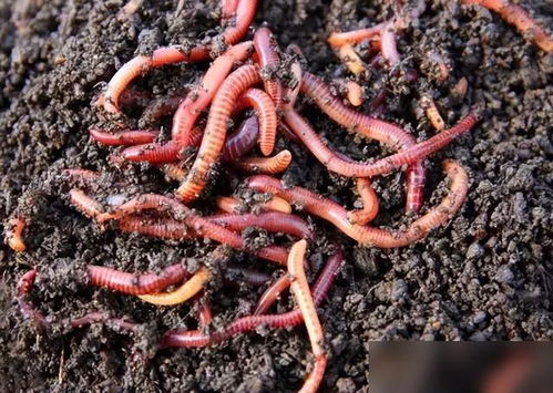 秋日野钓秘籍，蚯蚓饵料的活用之道