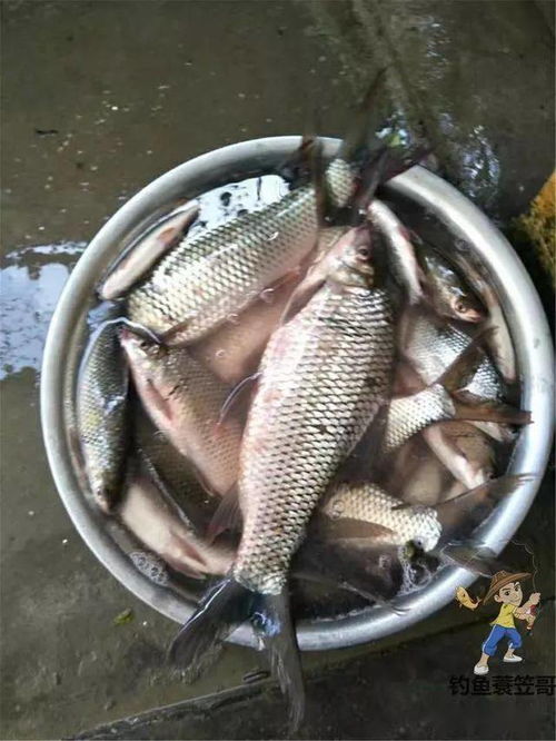 玉米调漂钓鱼饵料的快速调漂技巧,让你轻松上鱼! 玉米调漂钓鱼饵料的快速调漂技巧,让你轻松上鱼!