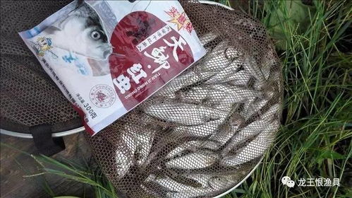 散炮钓鱼饵料搭配秘籍,让鱼儿疯狂咬钩 散炮钓鱼饵料搭配秘籍,让鱼儿疯狂咬钩