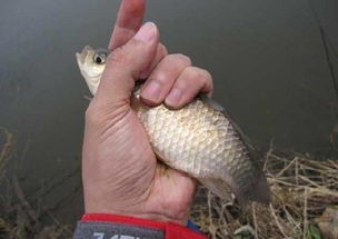 红眼钓鱼饵料怎么样