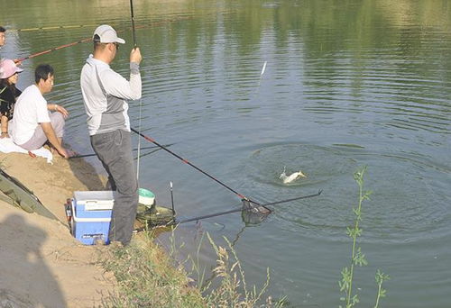 冬季砸开薄冰钓鱼的秘籍，饵料选择与操作技巧全解析