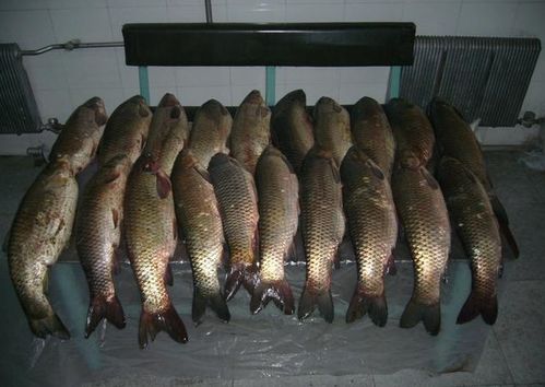 狂鲤钓鱼饵料配比指南，结合图片详解