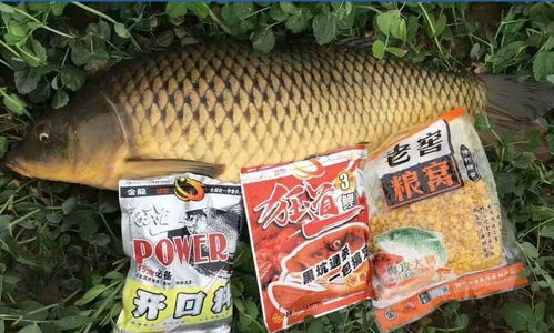 河里钓鱼饵料残留怎么办?科学处理与环保建议 河里钓鱼饵料残留怎么办?科学处理与环保建议