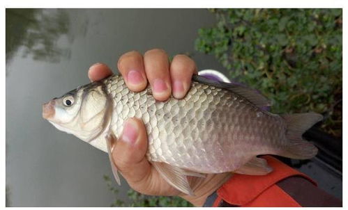 谷河夜钓饵料怎么配？专业配方与技巧全解析