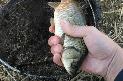 海杆钓鱼饵料制作全攻略，从零开始打造诱鱼利器