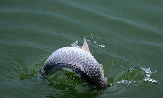 巧用身边物，无饵也能钓大鱼