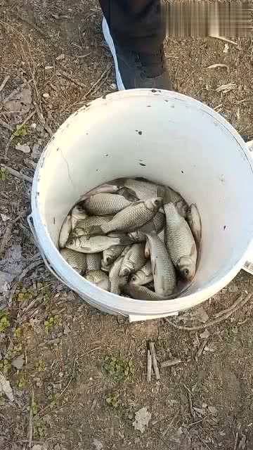 大棚钓鱼饵料浓淡怎么办?这些技巧让你鱼儿争先恐后 大棚钓鱼饵料浓淡怎么办?这些技巧让你鱼儿争先恐后