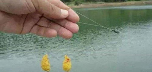 钓鱼饵料怎么调加鸡蛋,简单易学的教程 钓鱼饵料怎么调加鸡蛋,简单易学的教程