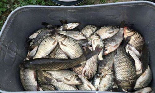 通用钓鱼饵料制作全攻略，一饵多用，轻松上钩