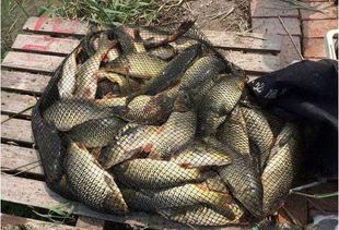 大蒜配钓鱼饵料怎么样?这招让鱼儿疯狂咬钩! 大蒜配钓鱼饵料怎么样?这招让鱼儿疯狂咬钩!