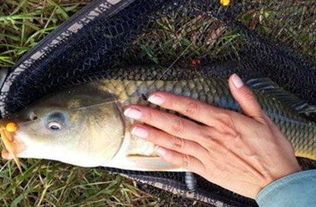 掌握黑坑钓鱼饵料秘籍，看这些视频教程就够了！