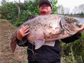钓鱼饵料怎么钓到底线上,揭秘垂钓高手的饵料落底技巧 钓鱼饵料怎么钓到底线上,揭秘垂钓高手的饵料落底技巧