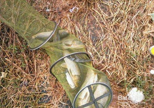 新手必看，钓鱼饵料选择与使用全攻略