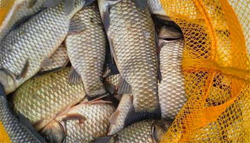 钓鱼饵料加东鹏怎么样?揭秘鱼儿疯狂咬钩的秘密武器! 钓鱼饵料加东鹏怎么样?揭秘鱼儿疯狂咬钩的秘密武器!