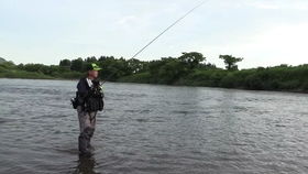 钓鱼王草鱼饵料怎么样?全面评测与使用心得 钓鱼王草鱼饵料怎么样?全面评测与使用心得